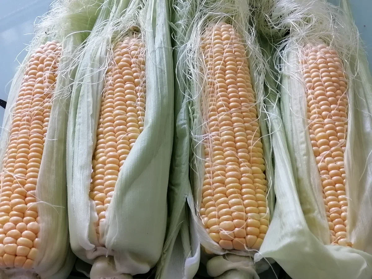 Выращивание кукурузы: от выбора сорта до сбора урожая